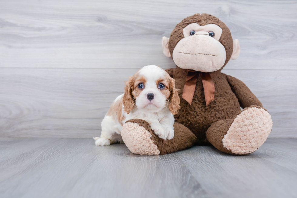 Friendly Cavalier King Charles Spaniel Purebred Pup