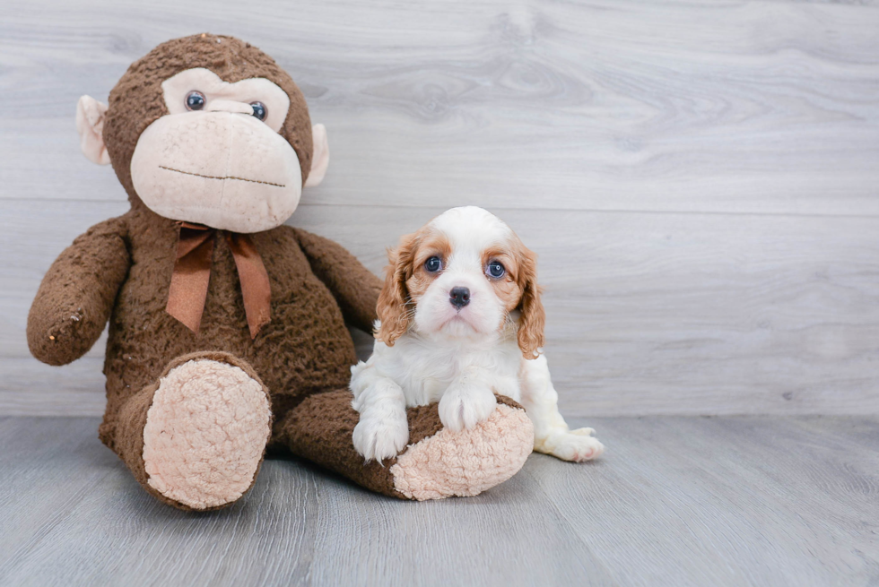 Best Cavalier King Charles Spaniel Baby