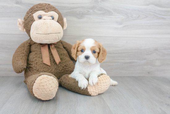 Cavalier King Charles Spaniel Pup Being Cute