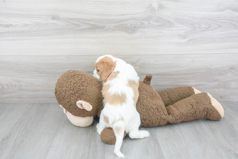 Playful Cavalier King Charles Spaniel Baby