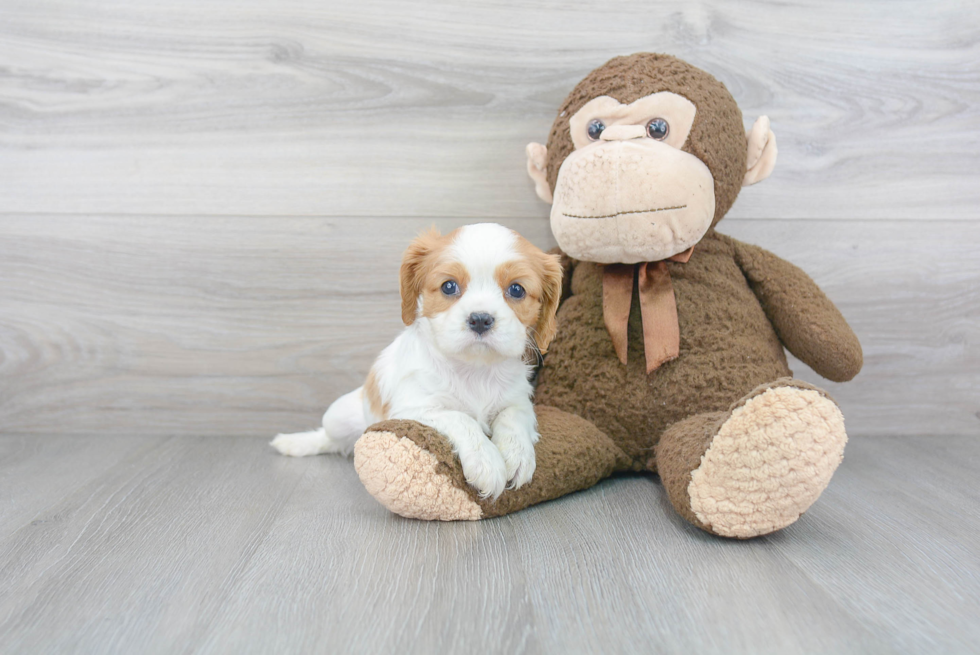 Best Cavalier King Charles Spaniel Baby