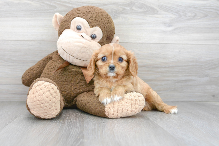 Happy Cavalier King Charles Spaniel Purebred Puppy