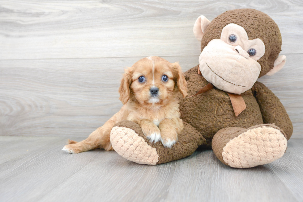 Cavalier King Charles Spaniel Puppy for Adoption