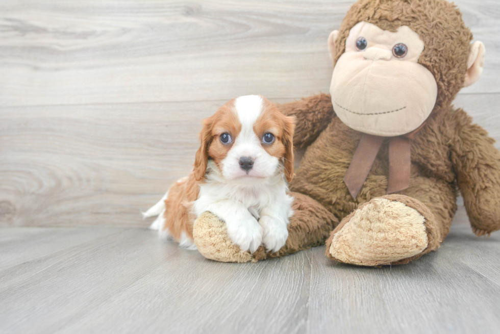 Cavalier King Charles Spaniel Puppy for Adoption