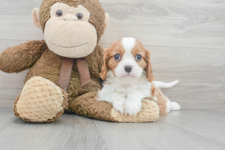 Cavalier King Charles Spaniel Pup Being Cute