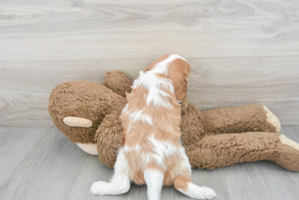 Adorable Cavalier King Charles Spaniel Purebred Puppy