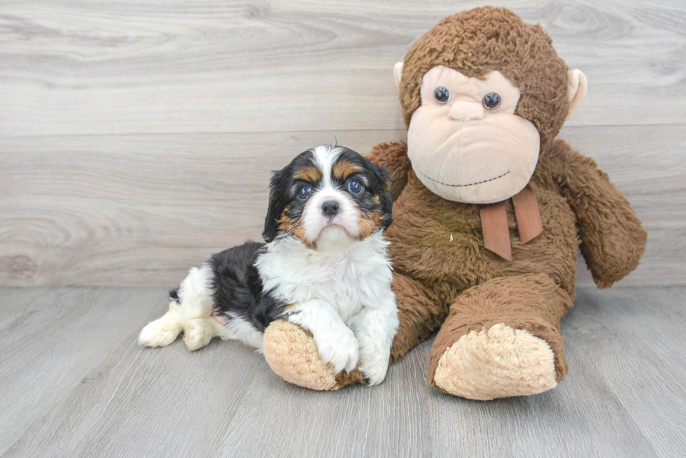 Best Cavalier King Charles Spaniel Baby