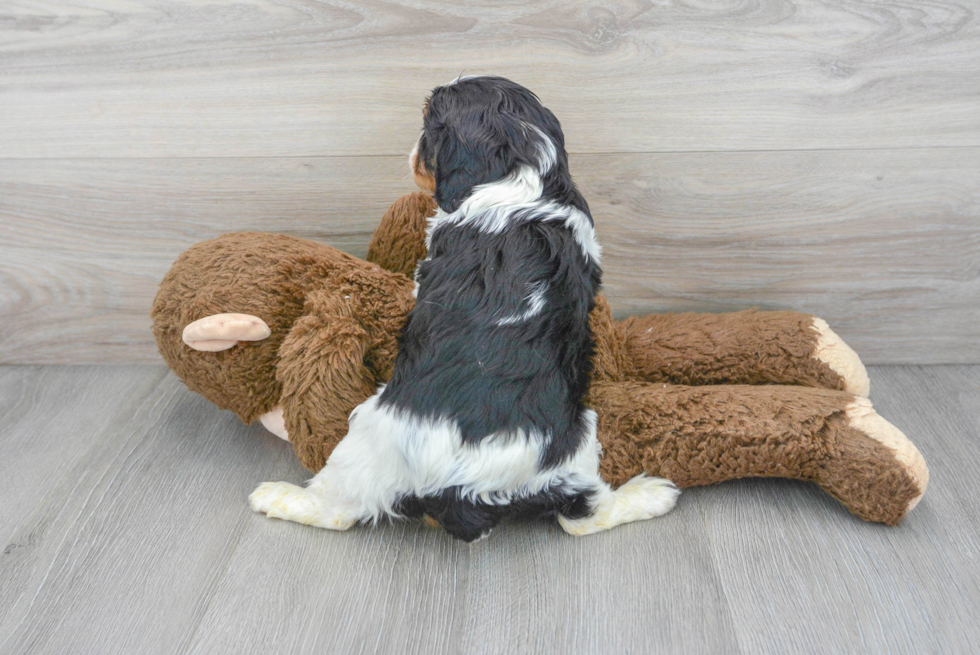 Friendly Cavalier King Charles Spaniel Baby