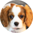 Cavalier King Charles Spaniel Puppies For Sale - Premier Pups Cavalier King Charles Spaniel Puppies For Sale - Premier Pups