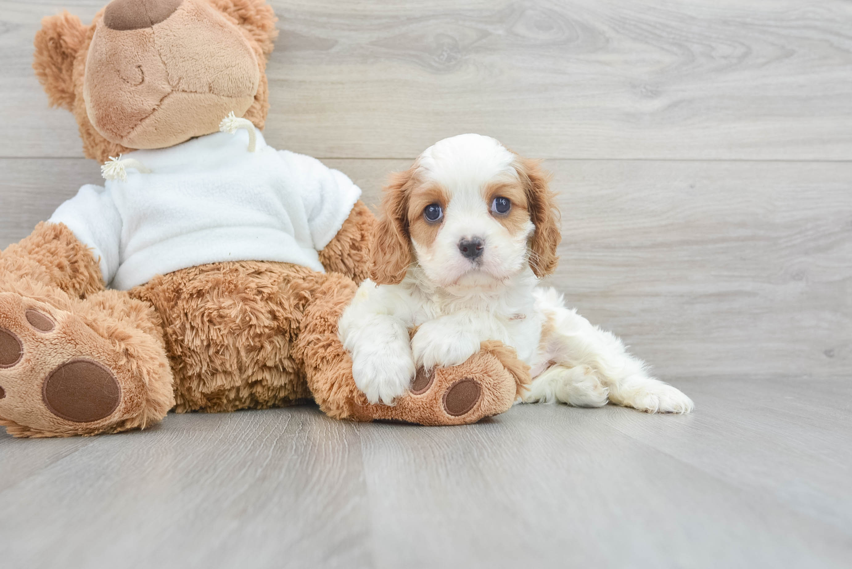 Best Cavalier King Charles Spaniel Baby