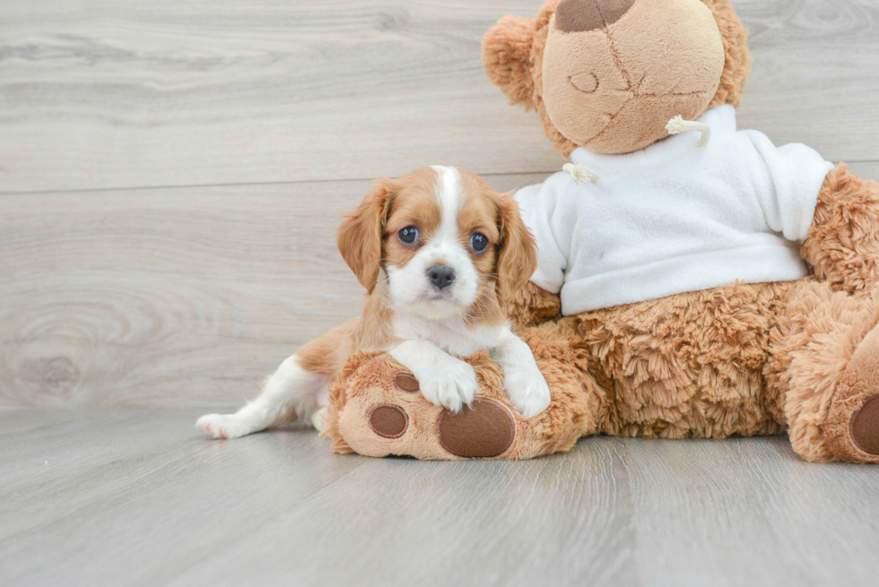 Playful Cavalier King Charles Spaniel Purebred Pup