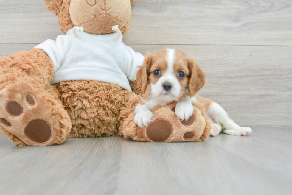 Hypoallergenic Cavalier King Charles Spaniel Baby