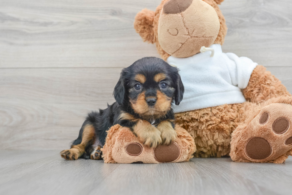 Best Cavalier King Charles Spaniel Baby