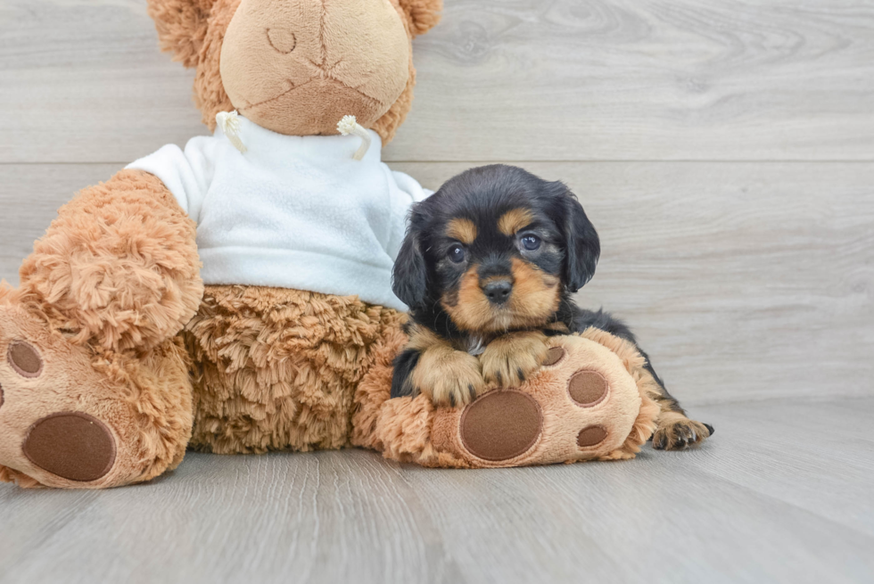 Petite Cavalier King Charles Spaniel Purebred Puppy