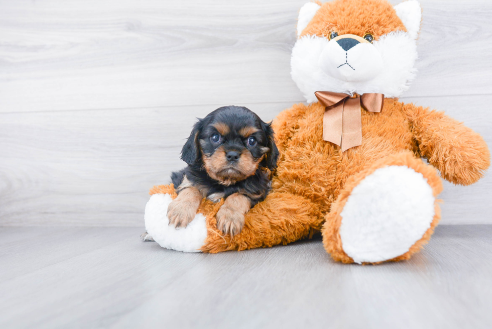 Cute Cavalier King Charles Spaniel Purebred Puppy