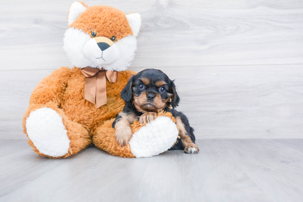 Happy Cavalier King Charles Spaniel Purebred Puppy