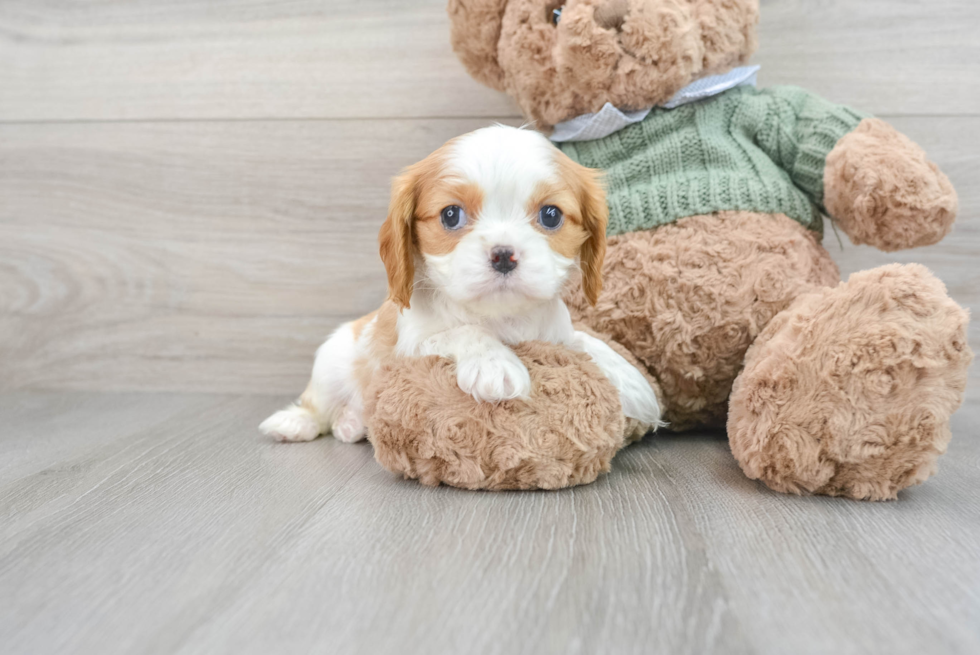 Best Cavalier King Charles Spaniel Baby