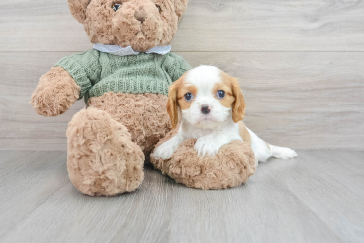 Cavalier King Charles Spaniel Puppy for Adoption