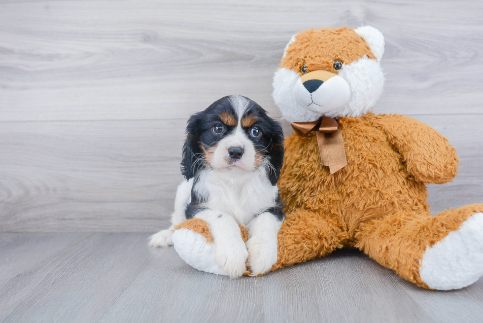 Sweet Cavalier King Charles Spaniel Purebred Puppy