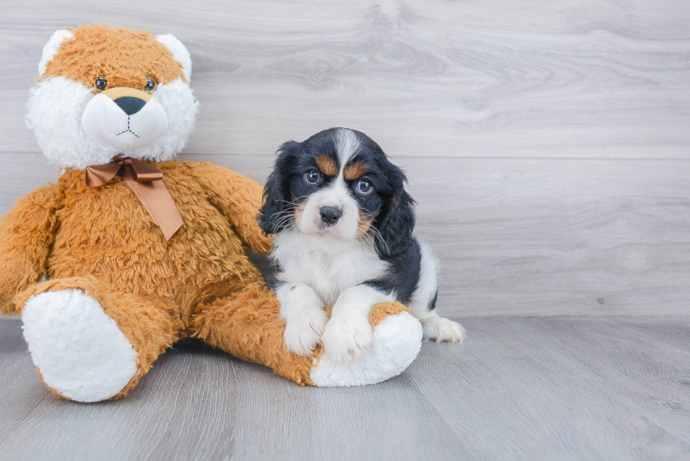 Cavalier King Charles Spaniel Pup Being Cute