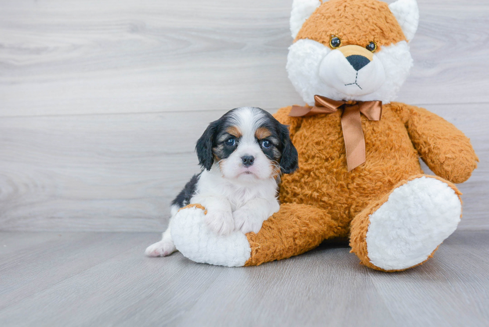 Best Cavalier King Charles Spaniel Baby