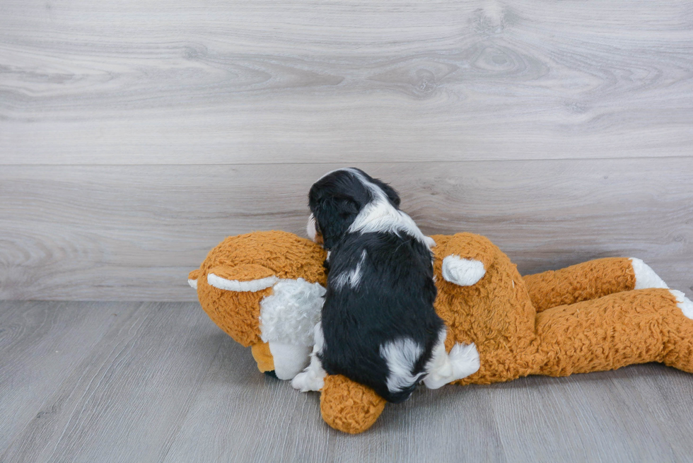 Cavalier King Charles Spaniel Pup Being Cute