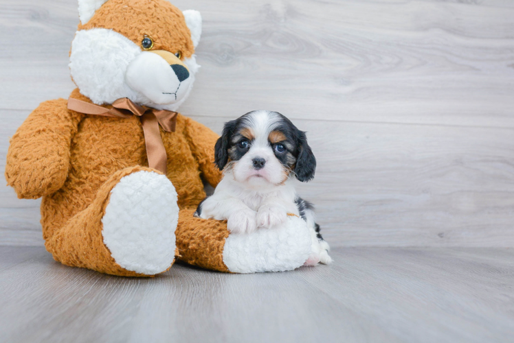 Friendly Cavalier King Charles Spaniel Purebred Pup