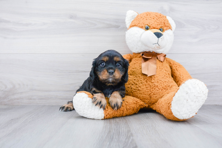 Cavalier King Charles Spaniel Puppy for Adoption