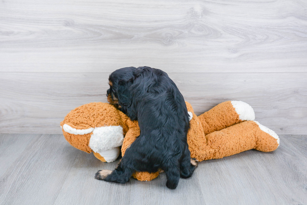 Cavalier King Charles Spaniel Pup Being Cute