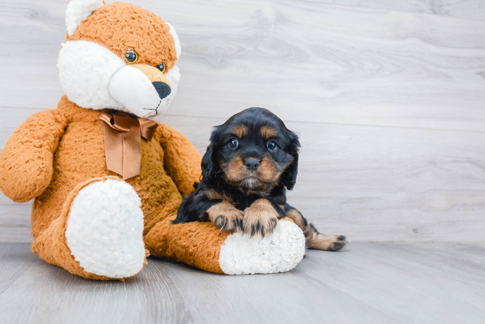 Hypoallergenic Cavalier King Charles Spaniel Purebred Pup