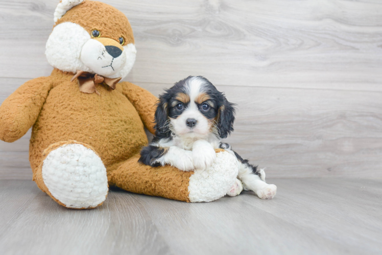 Cavalier King Charles Spaniel Pup Being Cute