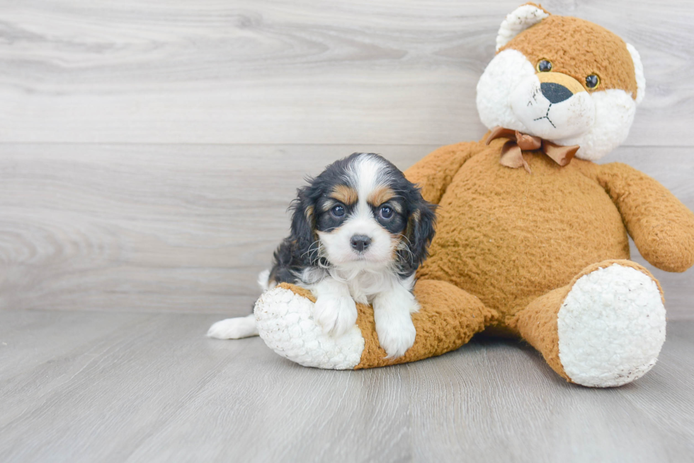 Cavalier King Charles Spaniel Puppy for Adoption