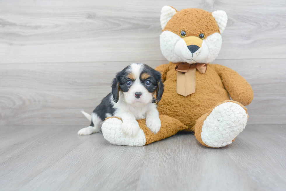 Hypoallergenic Cavalier King Charles Spaniel Baby