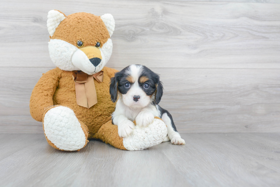 Cavalier King Charles Spaniel Puppy for Adoption