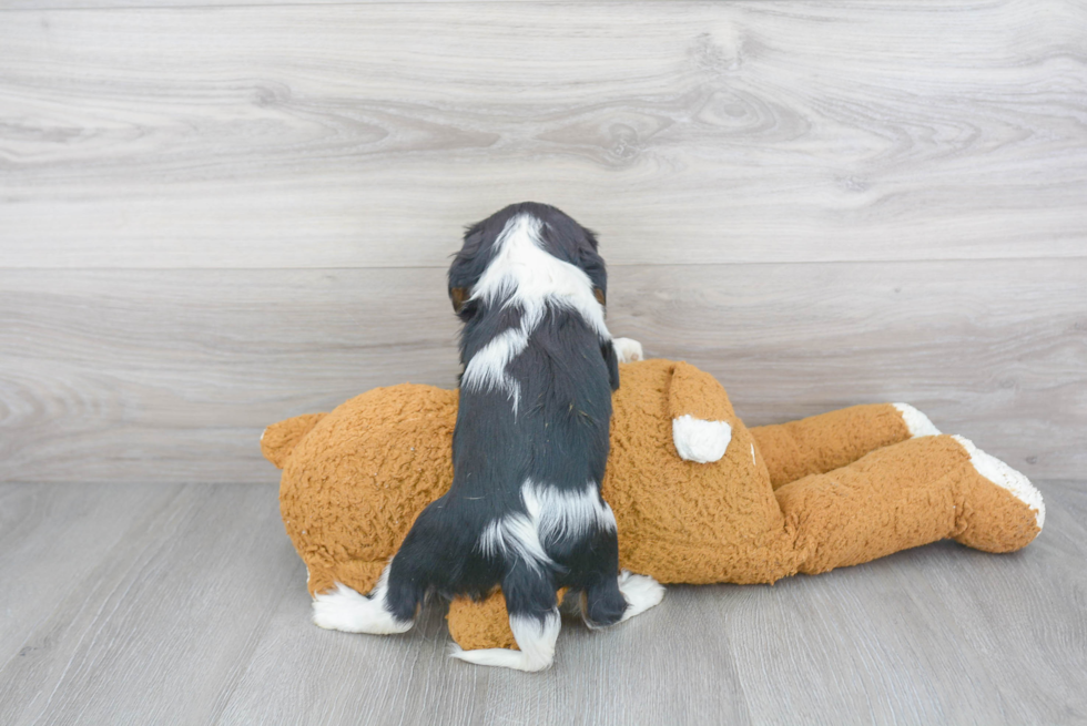 Small Cavalier King Charles Spaniel Purebred Pup