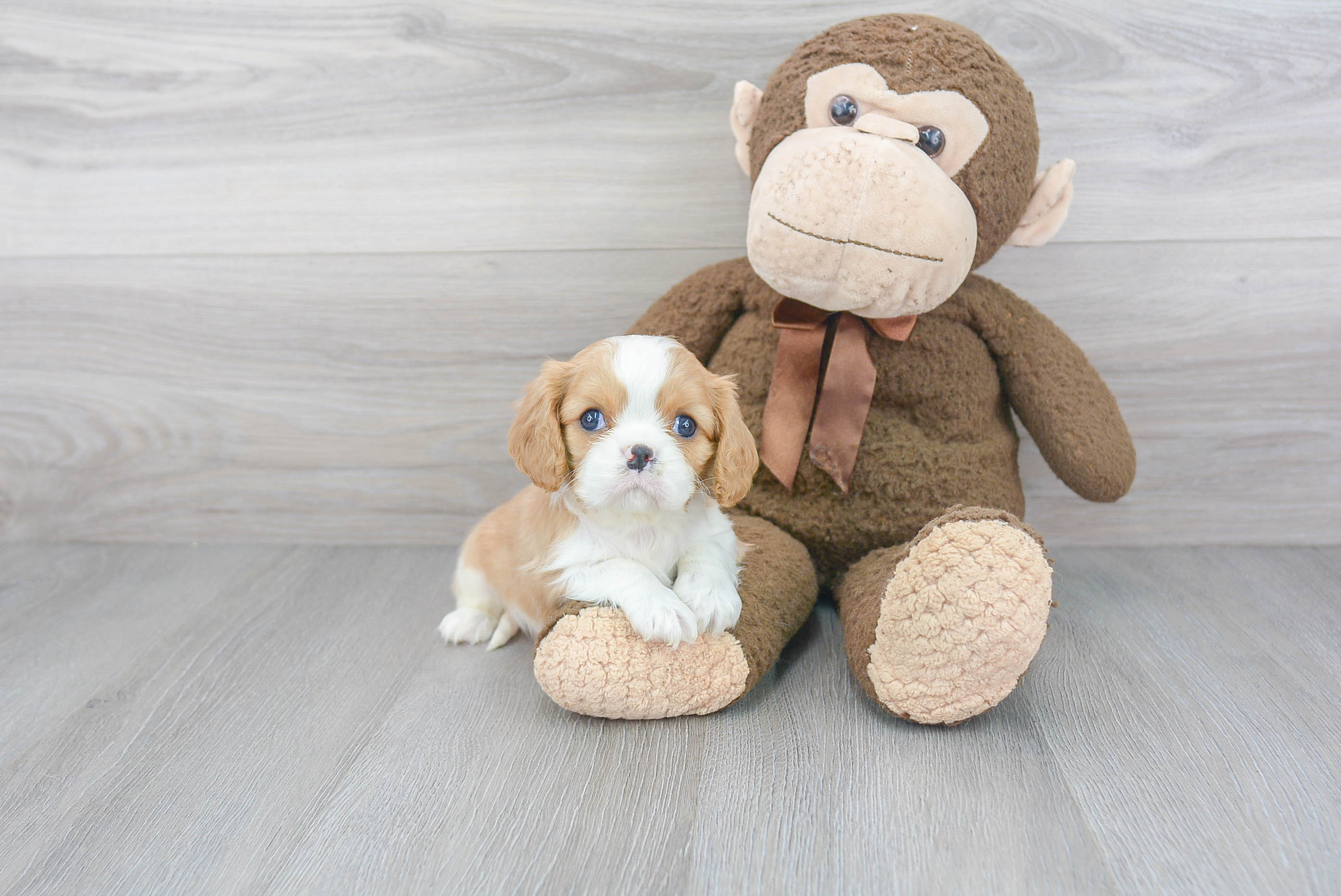 Best Cavalier King Charles Spaniel Baby