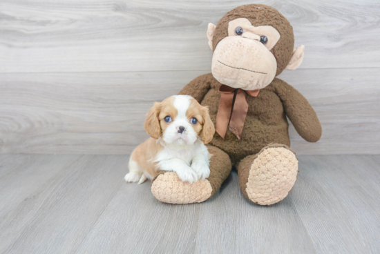 Best Cavalier King Charles Spaniel Baby