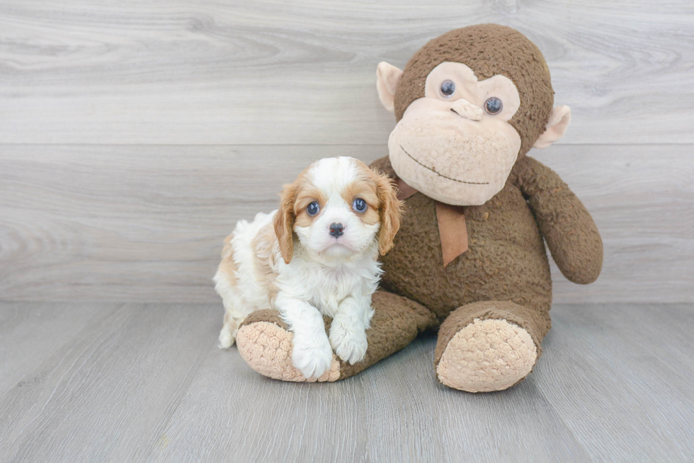 Cavalier King Charles Spaniel Pup Being Cute