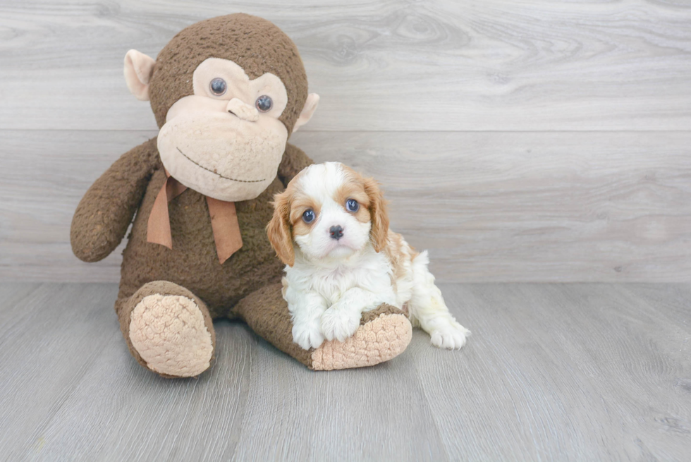 Small Cavalier King Charles Spaniel Purebred Pup