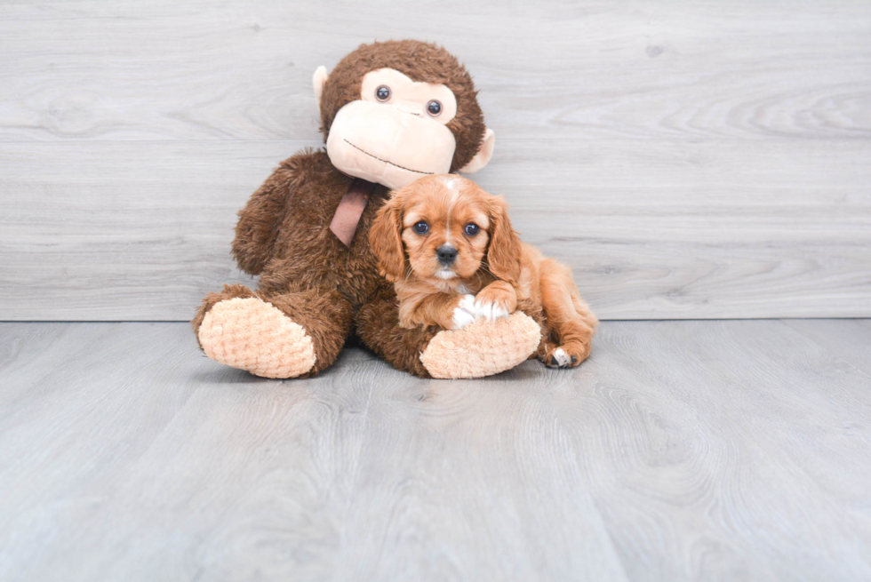 Petite Cavalier King Charles Spaniel Purebred Puppy