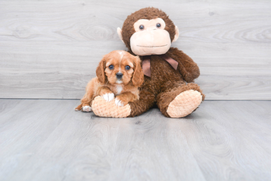 Cavalier King Charles Spaniel Pup Being Cute