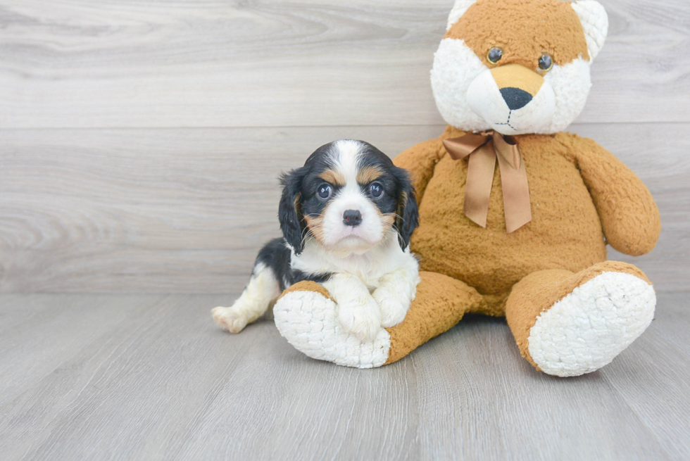 Cavalier King Charles Spaniel Puppy for Adoption