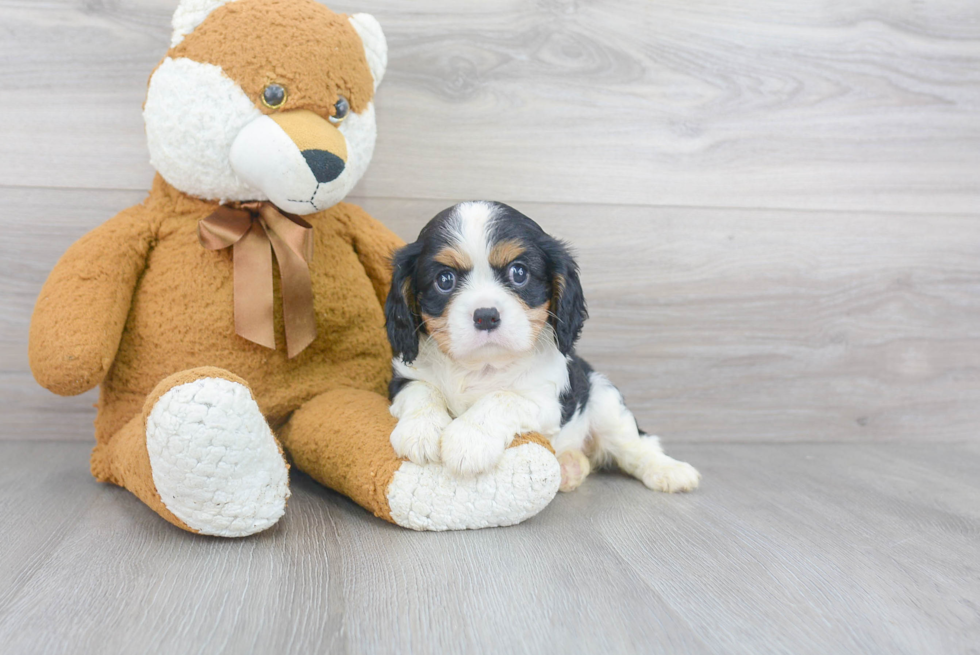 Funny Cavalier King Charles Spaniel Baby