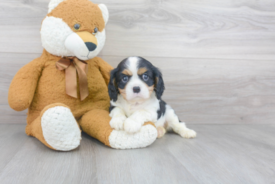 Funny Cavalier King Charles Spaniel Baby