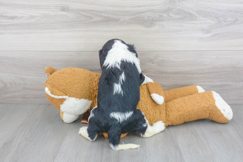 Energetic Cavalier King Charles Spaniel Purebred Puppy