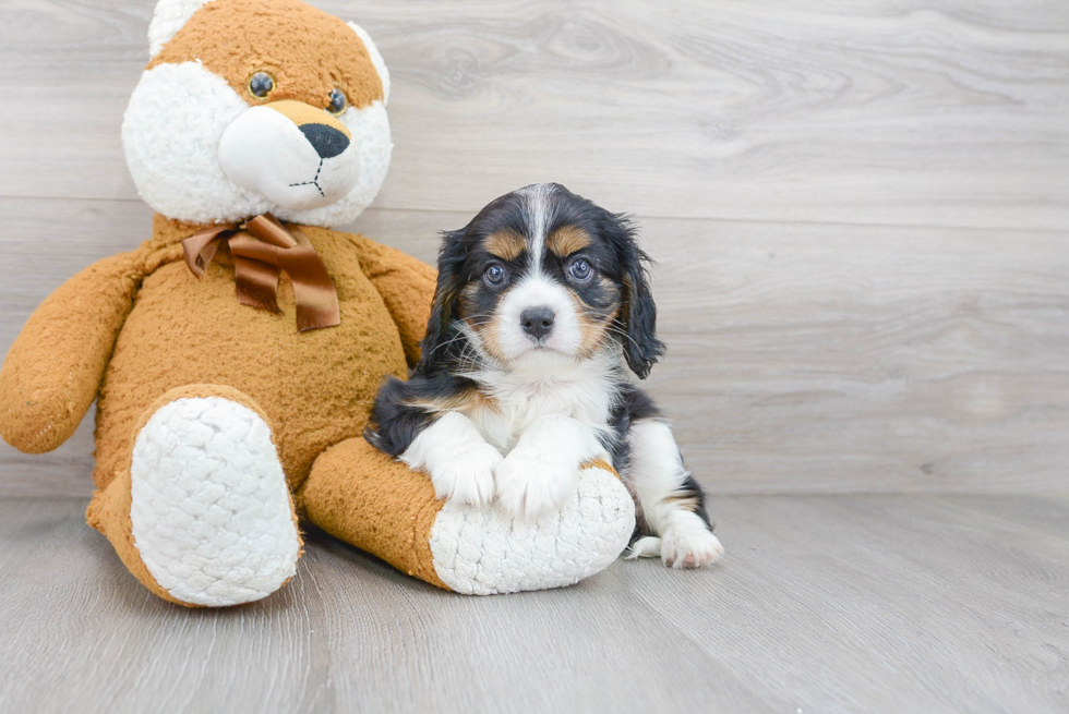 Small Cavalier King Charles Spaniel Baby