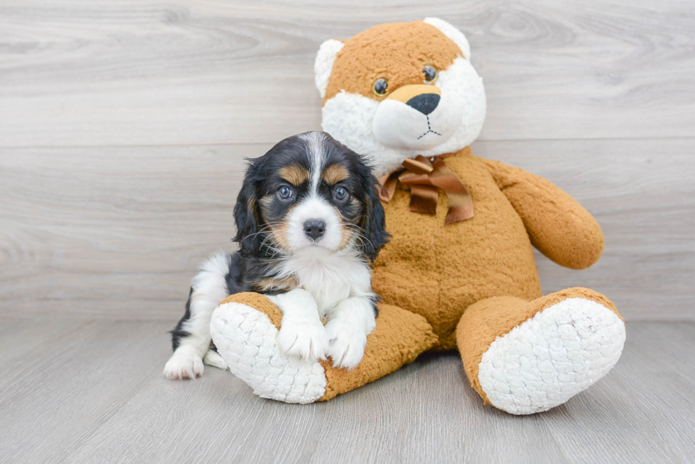 Hypoallergenic Cavalier King Charles Spaniel Purebred Pup