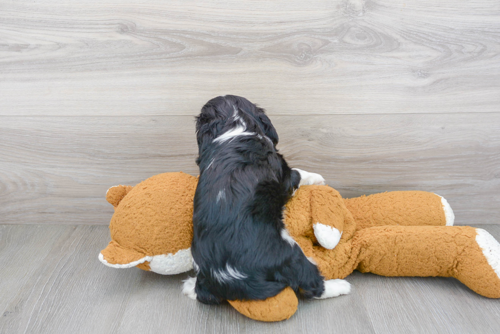 Energetic Cavalier King Charles Spaniel Purebred Puppy