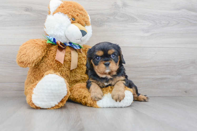 Best Cavalier King Charles Spaniel Baby