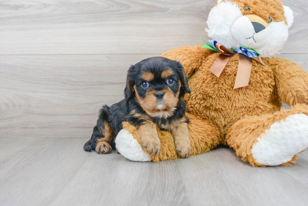 Best Cavalier King Charles Spaniel Baby